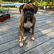 Pookie joined the competition — help win amazing prizes! dog, boxer, brown, painted_nails, red_nails, wooden_deck, outdoor, plants, potted_plants, sunny, backyard, pet, animal, sitting, face, ears, white_chest, shadow, nature, leaves