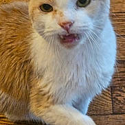 Freddy joined the competition — help win amazing prizes! cat, orange_cat, white_cat, pet, animal, feline, close_up, indoor, wooden_floor, fur, whiskers, mouth_open, expression, cute, domestic_animal, sitting, looking_at_camera, portrait, furry, playful