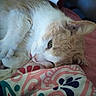 Freddy joined the competition — help win amazing prizes! cat, animal, pet, sleeping, fur, whiskers, closeup, indoor, blanket, pattern, colorful, resting, cute, cozy, pink, white, orange, feline, soft, relaxed