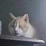 cat, animal, feline, resting, indoor, dark, grainy, noisy, table, pet, ears, fur, whiskers, face, quiet, sleepy, closeup, shadow, cozy, still