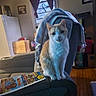 Freddy is registered to the contest to win money with this photo: cat, orange_cat, white_cat, indoor, living_room, chair, recliner, blanket, window, curtains, wood_floor, furniture, household_items, fridge, picture_frame, magazine, pet, domestic_animal, cozy, curious
