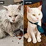 Walter joined the competition — help win amazing prizes! cat, white_cat, before_and_after, transformation, clean, dirty, tie, pet, animal, feline, indoor, chair, fur, portrait, groomed, sitting, collar, food, floor, close_up