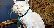 Walter is registered to the contest to win money with this photo: cat, white_cat, tie, shaved_cat, chair, vintage_chair, tapestry, wall_hanging, indoor, pet, feline, sitting, looking_away, decor, blue_wall, furniture, whiskers, pink_nose, curious, domestic_animal