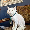 cat, white_cat, tie, shaved_cat, chair, vintage_chair, tapestry, wall_hanging, indoor, pet, feline, sitting, looking_away, decor, blue_wall, furniture, whiskers, pink_nose, curious, domestic_animal