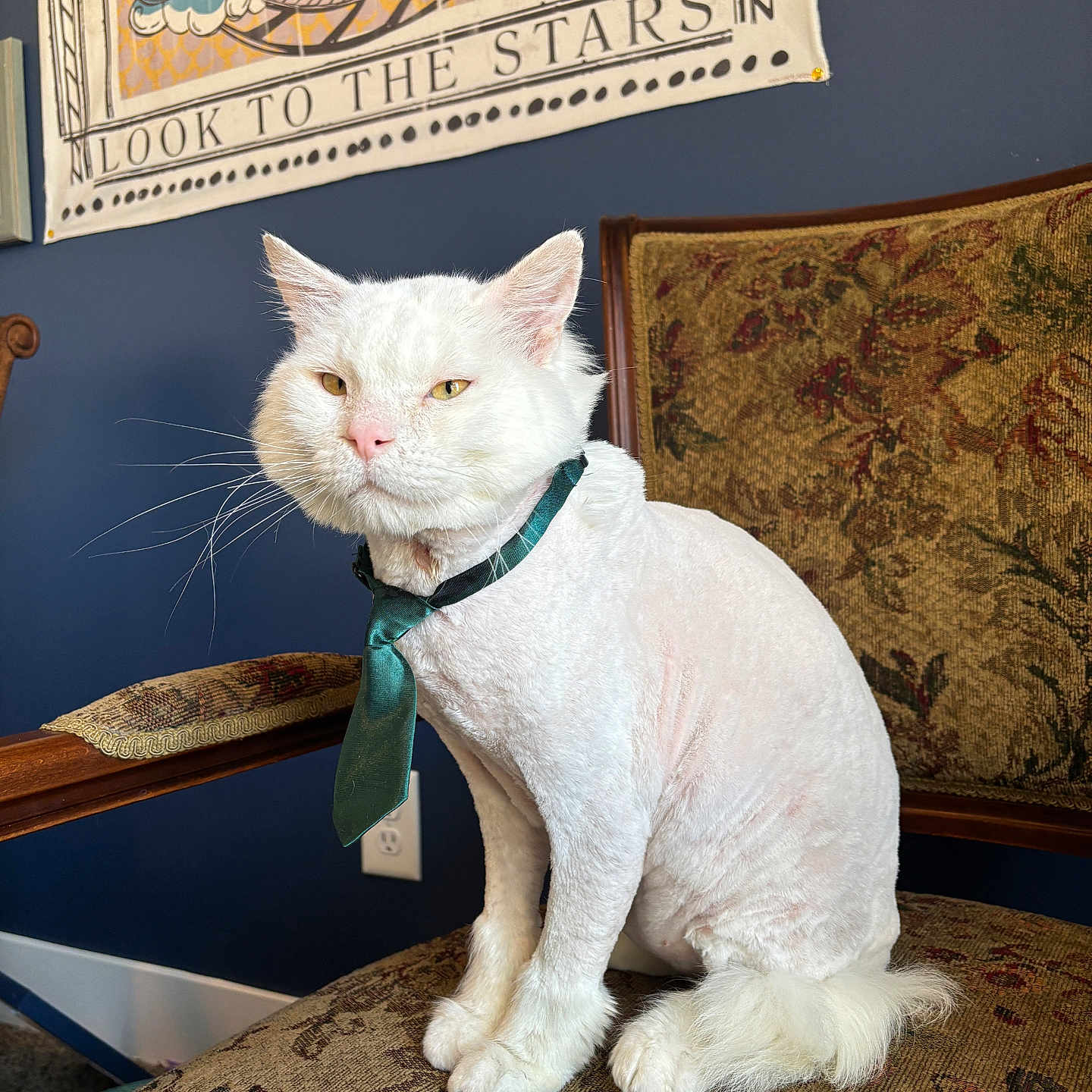 Walter is registered to the contest to win money with this photo: cat, white_cat, tie, shaved_cat, chair, vintage_chair, tapestry, wall_hanging, indoor, pet, feline, sitting, looking_away, decor, blue_wall, furniture, whiskers, pink_nose, curious, domestic_animal