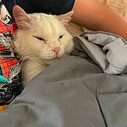 Walter joined the competition — help win amazing prizes! cat, white_cat, sleepy, blanket, bed, person, arm, tshirt, indoor, resting, cozy, feline, pet, comfort, nap, fur, relaxation, closeup, soft, cuddle