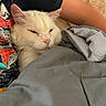 cat, white_cat, sleepy, blanket, bed, person, arm, tshirt, indoor, resting, cozy, feline, pet, comfort, nap, fur, relaxation, closeup, soft, cuddle