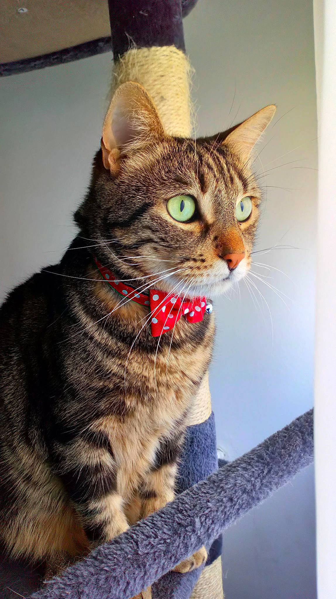 Malow participe au concours pour gagner de l'argent avec cette photo : carnivore, cat, collar, domestic_short_haired_cat, felidae, fur, paw, pet_supply, rectangle, small_to_medium_sized_cats, snout, tail, terrestrial_animal, whiskers