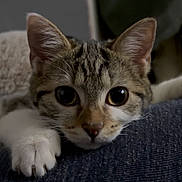 Moka participe au concours pour gagner de l'argent avec cette photo : kitten, cat, pet, animal, cute, closeup, feline, paws, whiskers, fur, indoor, resting, young, curious, lying_down, domestic_animal, tabby, playful, adorable, soft