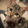 Moka a rejoint le concours — aidez-le/la à gagner de superbes lots ! kitten, cat, tabby, close_up, pet, whiskers, fur, cute, animal, indoor, curious, face, eyes, young, small, domestic_cat, mammal, soft, portrait, feline