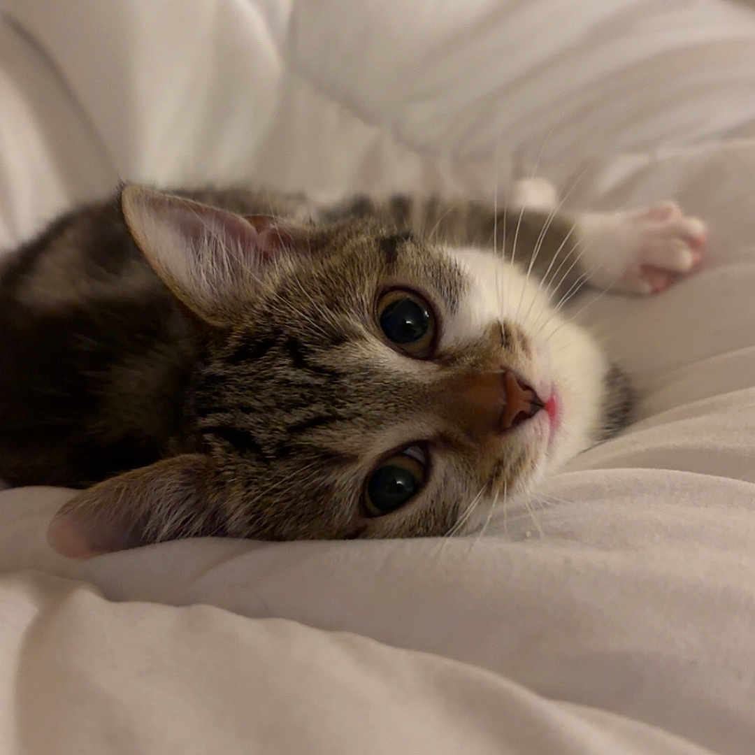 Moka participe au concours pour gagner de l'argent avec cette photo : cat, kitten, tabby, pet, animal, cute, lying_down, white_blanket, cozy, soft, indoor, fur, whiskers, ears, face, young_cat, relaxed, resting, close_up, adorable