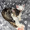 Moka participe au concours pour gagner de l'argent avec cette photo : kitten, cat, sleeping, snuggling, blanket, paw_print_pattern, cozy, cute, pet, animal, feline, resting, indoor, soft, fur, tabby, white_cat, closeup, companion, cute_pets