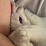 cat, white_cat, pet, feline, close_up, paw, eye, fur, whiskers, human_arm, cuddle, cozy, indoor, tshirt, portrait, soft_texture, relaxing, snuggling, domestic_animal, cute