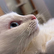 Neko participe au concours pour gagner de l'argent avec cette photo : cat, white_cat, kitten, close_up, blue_eye, pink_nose, whiskers, fur, pet, feline, portrait, macro, indoor, cozy, soft_texture, animal, looking_up, gentle, cute, nose_detail