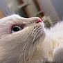 cat, white_cat, kitten, close_up, blue_eye, pink_nose, whiskers, fur, pet, feline, portrait, macro, indoor, cozy, soft_texture, animal, looking_up, gentle, cute, nose_detail