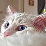 cat, blue_eyes, white_fur, close_up, portrait, whiskers, pink_nose, ear, indoors, soft_texture, shallow_depth_of_field, macro_photography, curiosity, pet, feline, cute, bright_light, fluffy, gaze, domestic