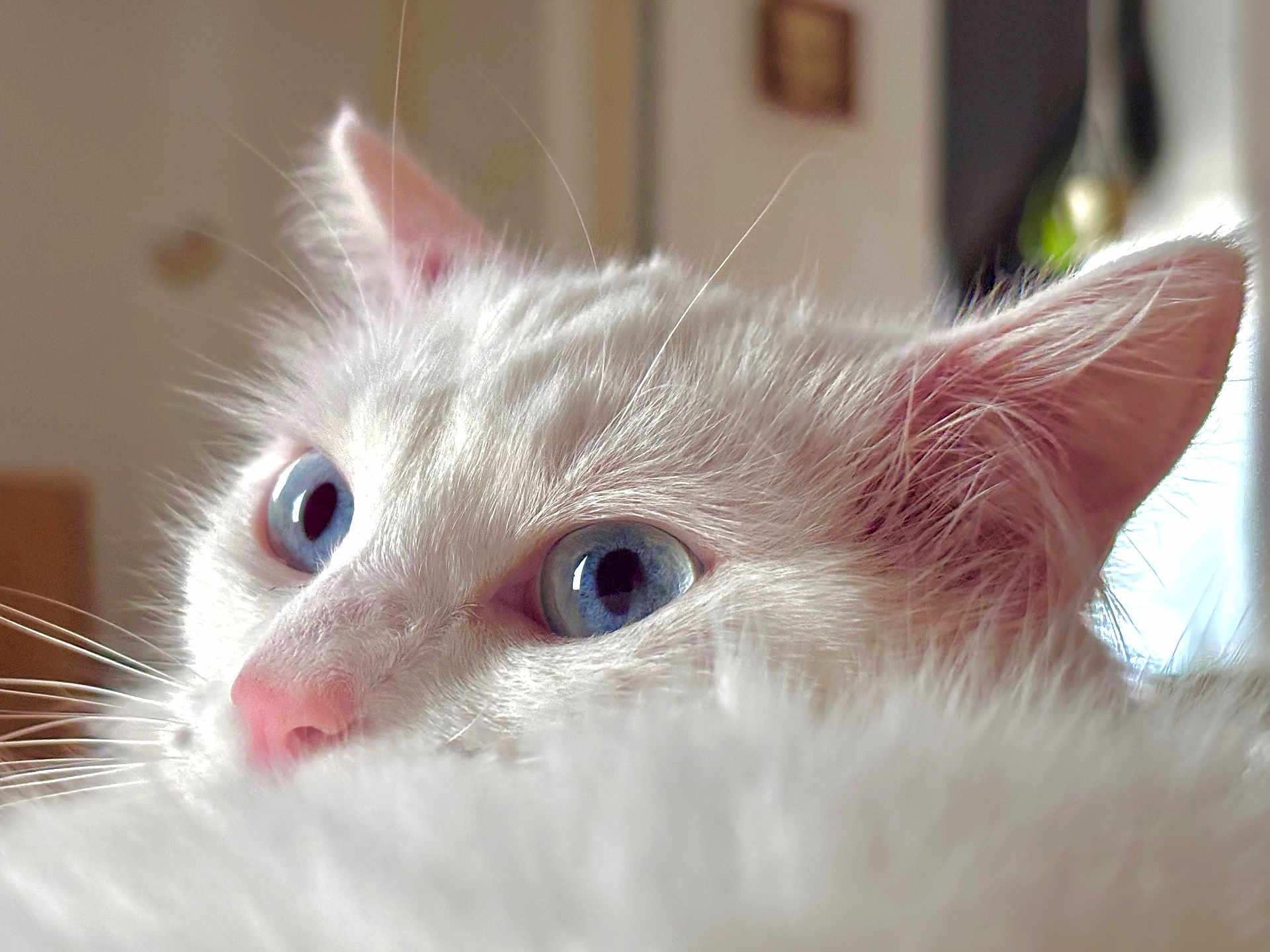 Neko participe au concours pour gagner de l'argent avec cette photo : cat, blue_eyes, white_fur, close_up, portrait, whiskers, pink_nose, ear, indoors, soft_texture, shallow_depth_of_field, macro_photography, curiosity, pet, feline, cute, bright_light, fluffy, gaze, domestic