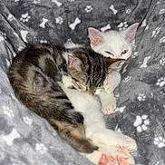 Iris participe au concours pour gagner de l'argent avec cette photo : kitten, cat, sleeping, snuggling, blanket, paw_prints, soft, cute, furry, pet, animal, indoor, resting, tabby, white_cat, cozy, young, paw, comfort, companion