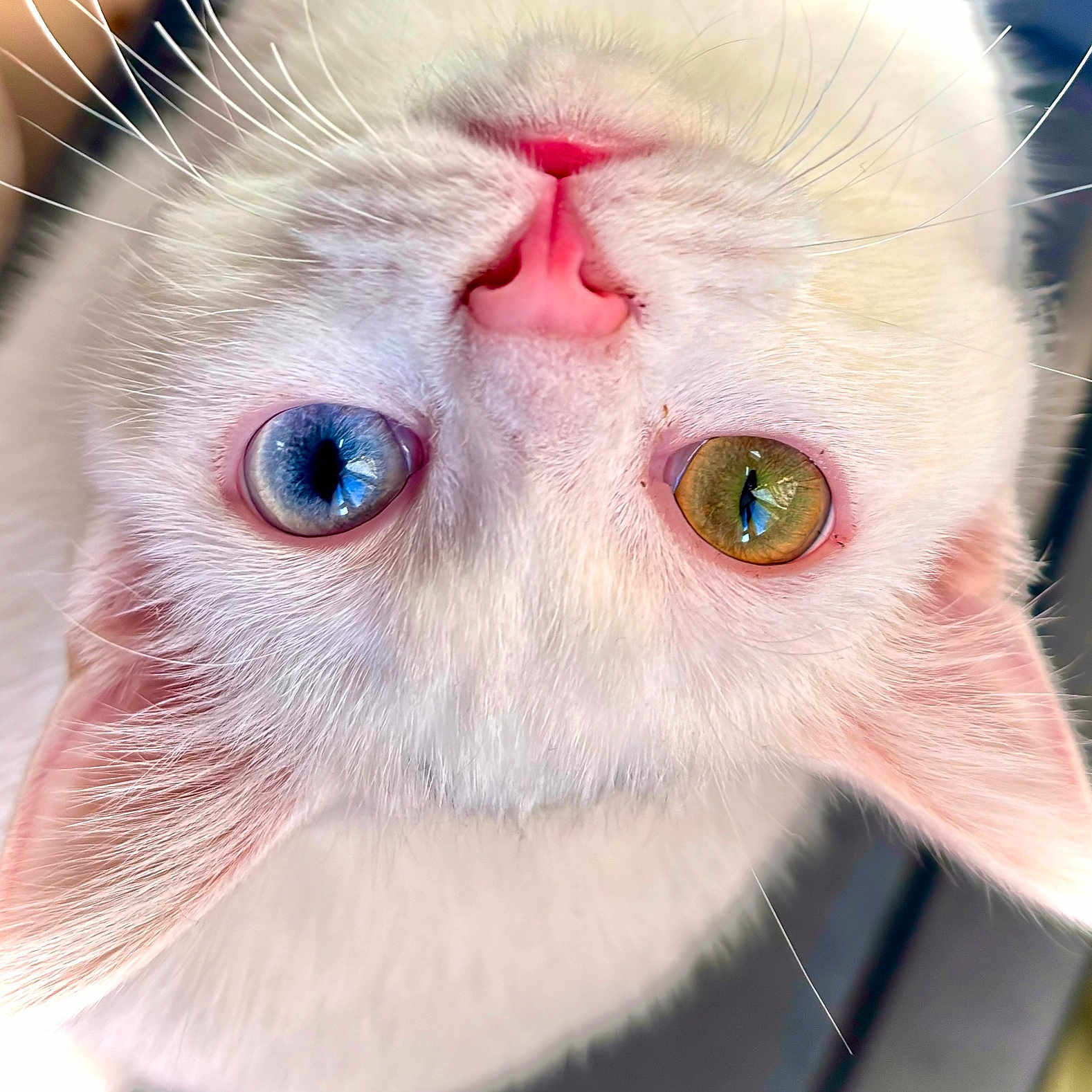 Iris participe au concours pour gagner de l'argent avec cette photo : cat, close_up, white_fur, heterochromia, blue_eye, amber_eye, pink_nose, whiskers, pet, animal, cute, feline, portrait, looking_upside_down, soft_light, indoor, ears, face, fur, domestic_cat