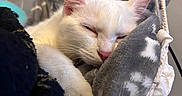 Iris participe au concours pour gagner de l'argent avec cette photo : cat, sleeping, white_cat, pink_nose, hammock, blanket, cozy, indoor, pet, resting, fur, closeup, cute, relaxation, animal, whiskers, ears, soft, comfort, peaceful