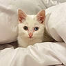 Iris participe au concours pour gagner de l'argent avec cette photo : kitten, cat, white_cat, heterochromia, blue_eye, green_eye, pet, animal, cute, feline, whiskers, ears, fur, bed, blanket, cozy, indoor, soft, comfort, portrait