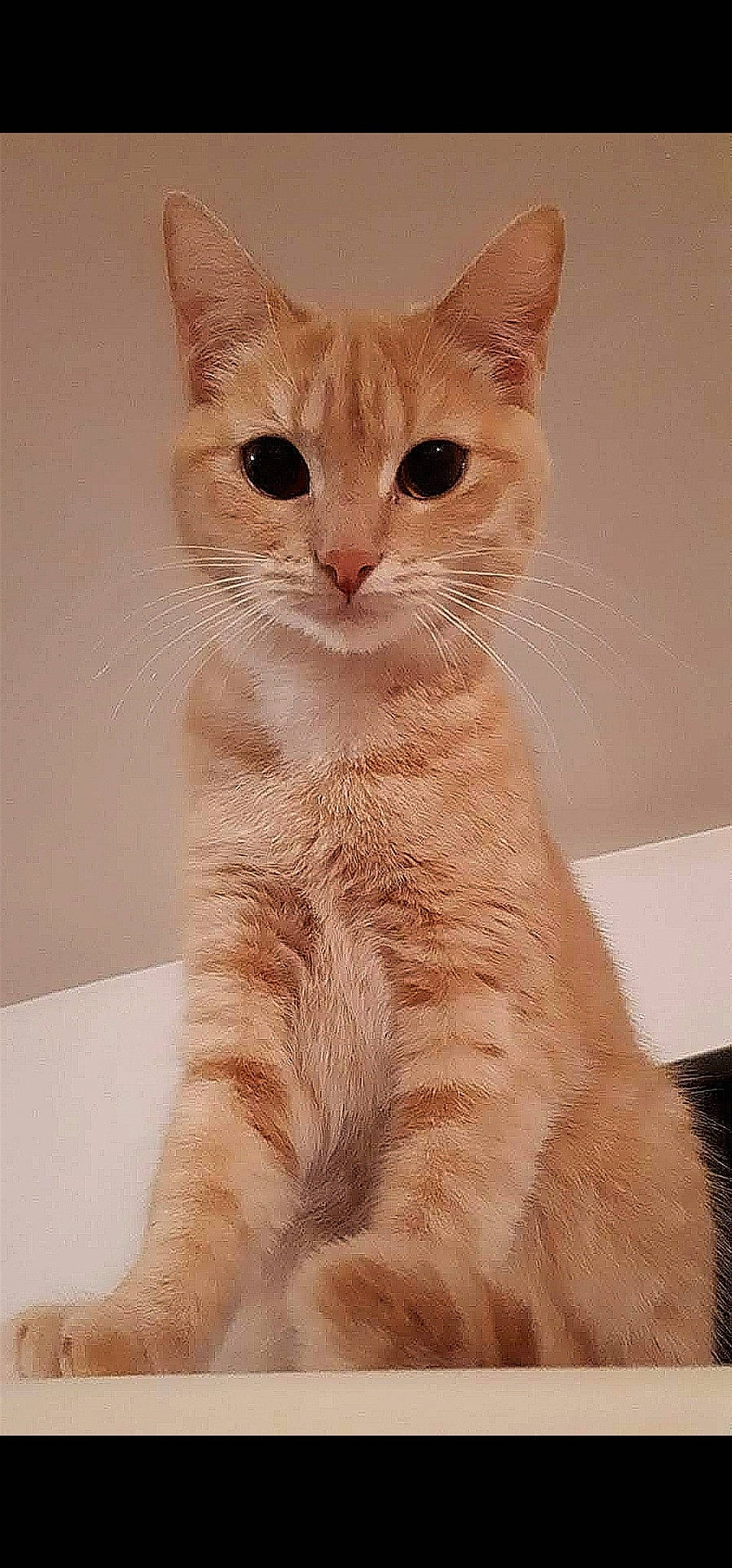 Arlène a rejoint le concours — aidez-le/la à gagner de superbes lots ! aegean_cat, american_wirehair, arabian_mau, asian, australian_mist, burmilla, carnivore, cat, domestic_short_haired_cat, european_shorthair, fawn, felidae, german_rex, mammal, ojos_azules, small_to_medium_sized_cats, snout, tail, vertebrate, whiskers