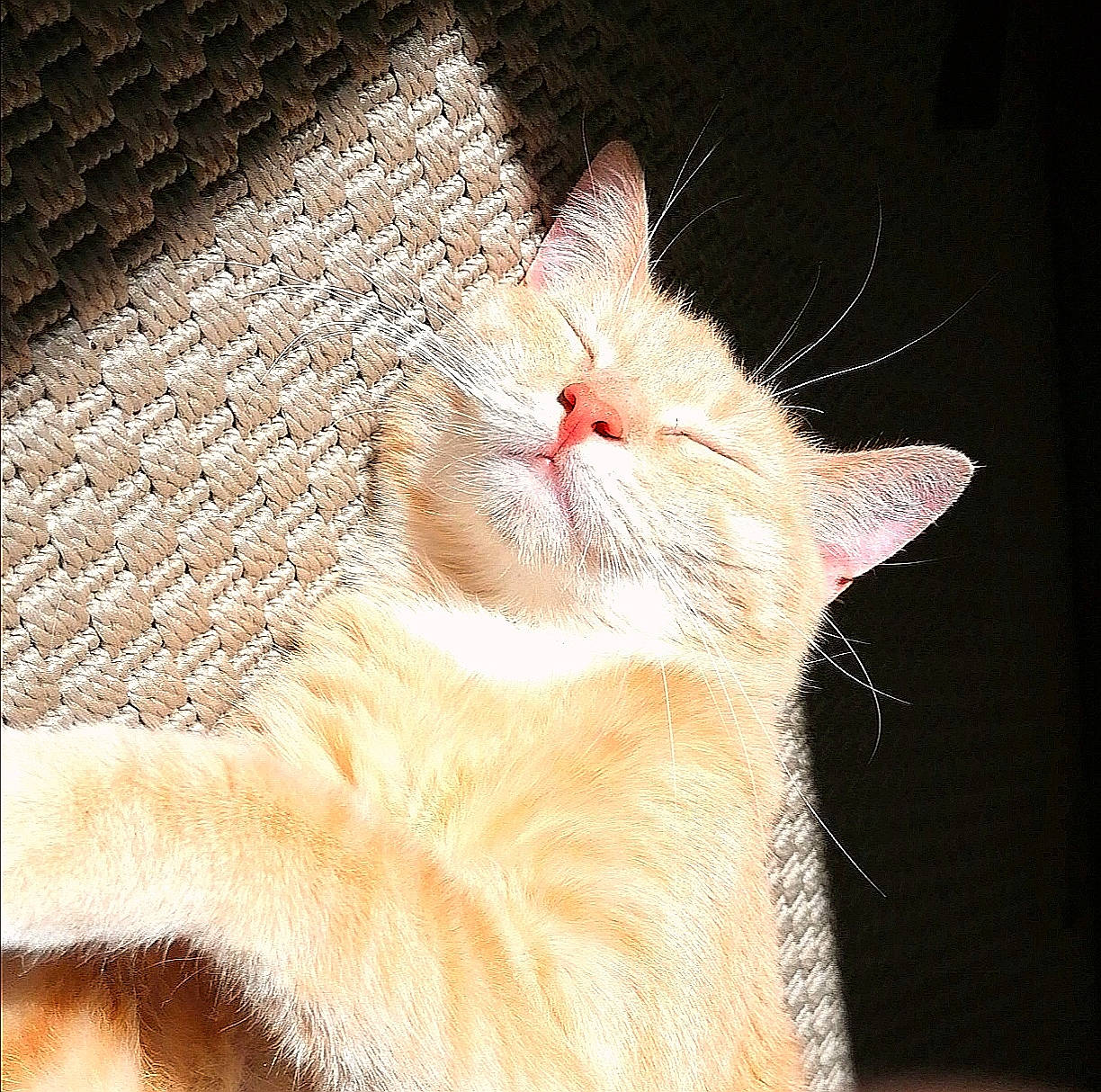 Arlène participe au concours pour gagner de l'argent avec cette photo : asian, carnivore, cat, close_up, ear, european_shorthair, fawn, felidae, fur, kitten, nose, polydactyl_cat, small_to_medium_sized_cats, snout, tail, whiskers