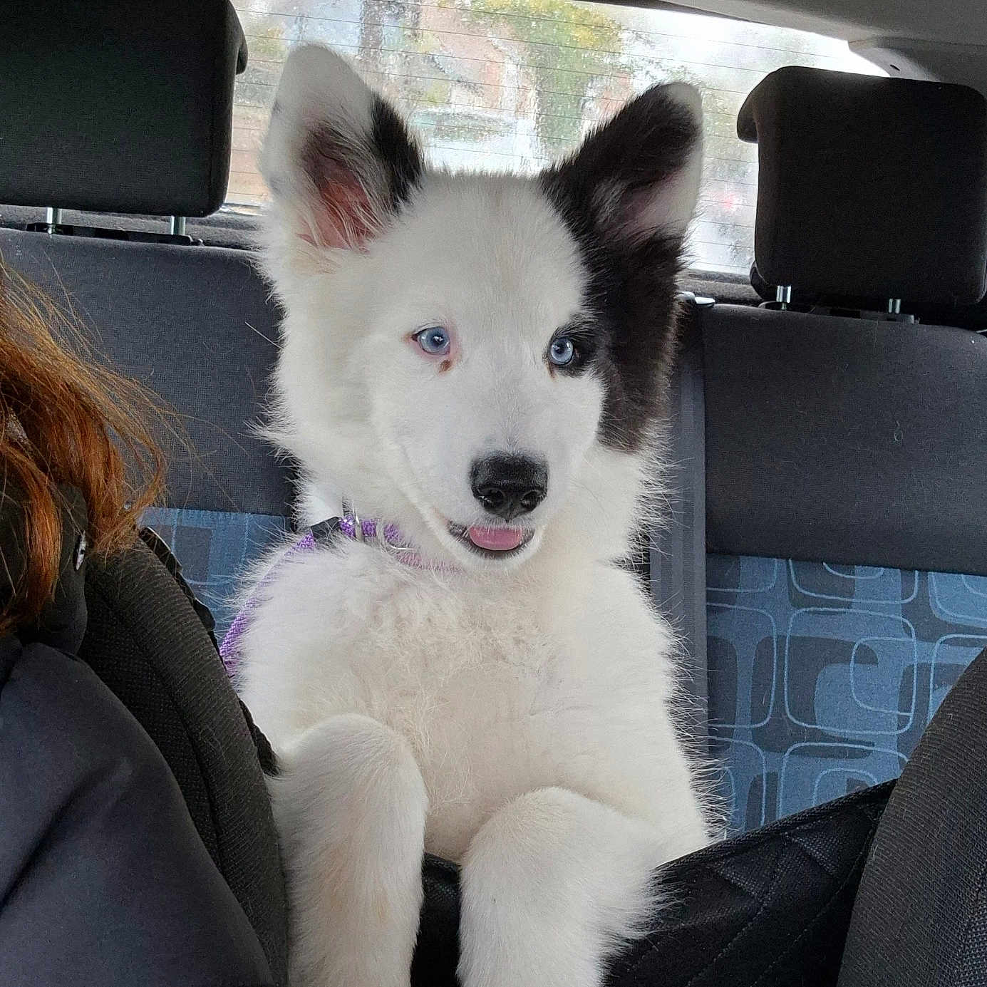 Kira participe au concours pour gagner de l'argent avec cette photo : adult, animal, canine, car, car_interior, carseat, couch, cushion, dog, eskimodog, female, furniture, headrest, homedecor, husky, person, pet, puppy, whitedog, woman