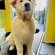Ryuk participe au concours pour gagner de l'argent avec cette photo : animal, bow_tie, cute, dog, domestic_animal, door, floor, fluffy, grooming_table, house, indoor, leash, light, pet, portrait, puppy, sitting, white_fur, window, yellow_wall