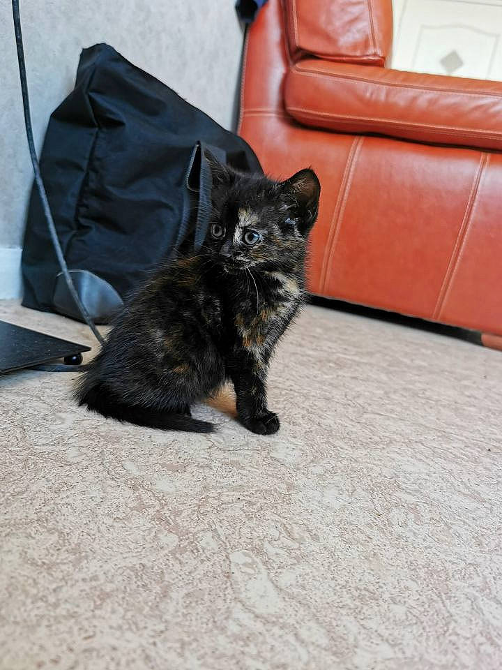 Héra participe au concours pour gagner de l'argent avec cette photo : asian, black_cat, carnivore, cat, claw, domestic_short_haired_cat, european_shorthair, fawn, felidae, fur, german_rex, kitten, leg, mammal, paw, small_to_medium_sized_cats, tail, whiskers