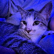 Tito is registered to the contest to win money with this photo: cat, tabby_cat, close_up, blue_light, person, face, snuggling, fur, whiskers, eyes, cozy, fabric, indoor, portrait, pet, animal, resting, soft, warm, companion