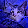 cat, tabby_cat, close_up, blue_light, person, face, snuggling, fur, whiskers, eyes, cozy, fabric, indoor, portrait, pet, animal, resting, soft, warm, companion