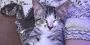 Tito is registered to the contest to win money with this photo: cat, kitten, sleeping, tabby, feline, pet, domestic_animal, blanket, texture, couch, fur, relaxing, indoor, resting, cozy, soft, comfort, animal, whiskers, closed_eyes