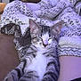 cat, kitten, sleeping, tabby, feline, pet, domestic_animal, blanket, texture, couch, fur, relaxing, indoor, resting, cozy, soft, comfort, animal, whiskers, closed_eyes