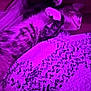 Tito joined the competition — help win amazing prizes! cat, sleeping, blanket, purple_light, fur, cozy, pet, indoor, resting, striped, animal, comfort, paw, closeup, relaxation, soft, texture, cute, domestic_cat, nap