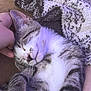 Tito joined the competition — help win amazing prizes! kitten, sleeping, cat, pet, cozy, blanket, fur, whiskers, paw, resting, hand, indoor, cute, soft, relaxed, animal, domestic, closeup, comfort, snuggle