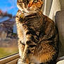 cat, tabby, windowsill, sunlight, pet, animal, feline, fur, collar, ears, whiskers, tail, sitting, indoor, closeup, portrait, window, daylight, relaxed, cute