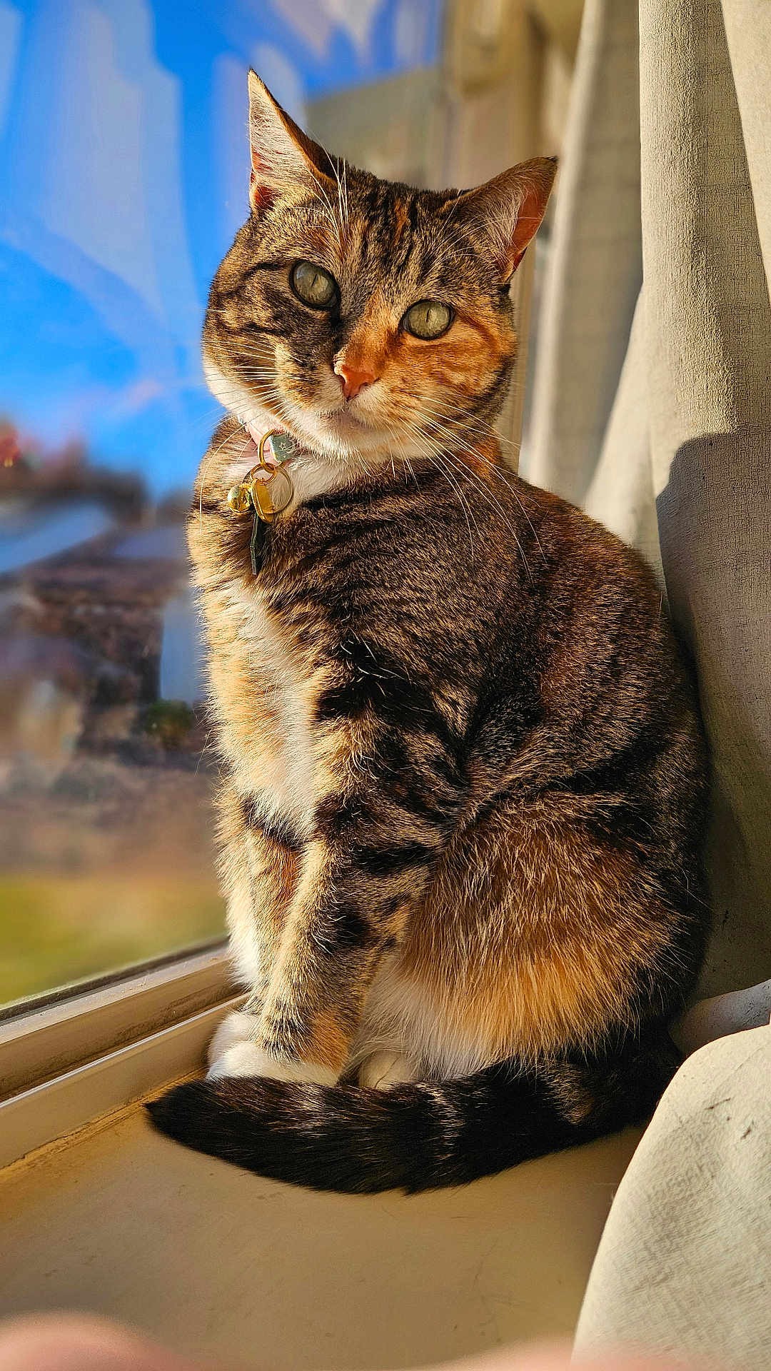 Wiinnie joined the competition — help win amazing prizes! cat, tabby, windowsill, sunlight, pet, animal, feline, fur, collar, ears, whiskers, tail, sitting, indoor, closeup, portrait, window, daylight, relaxed, cute