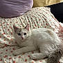 animal, bed, cat, cozy, curious, cute, domestic, floral_pattern, fur, gray, indoor, kitten, pet, pillow, relaxed, resting, sleeping_area, soft, white, young_cat