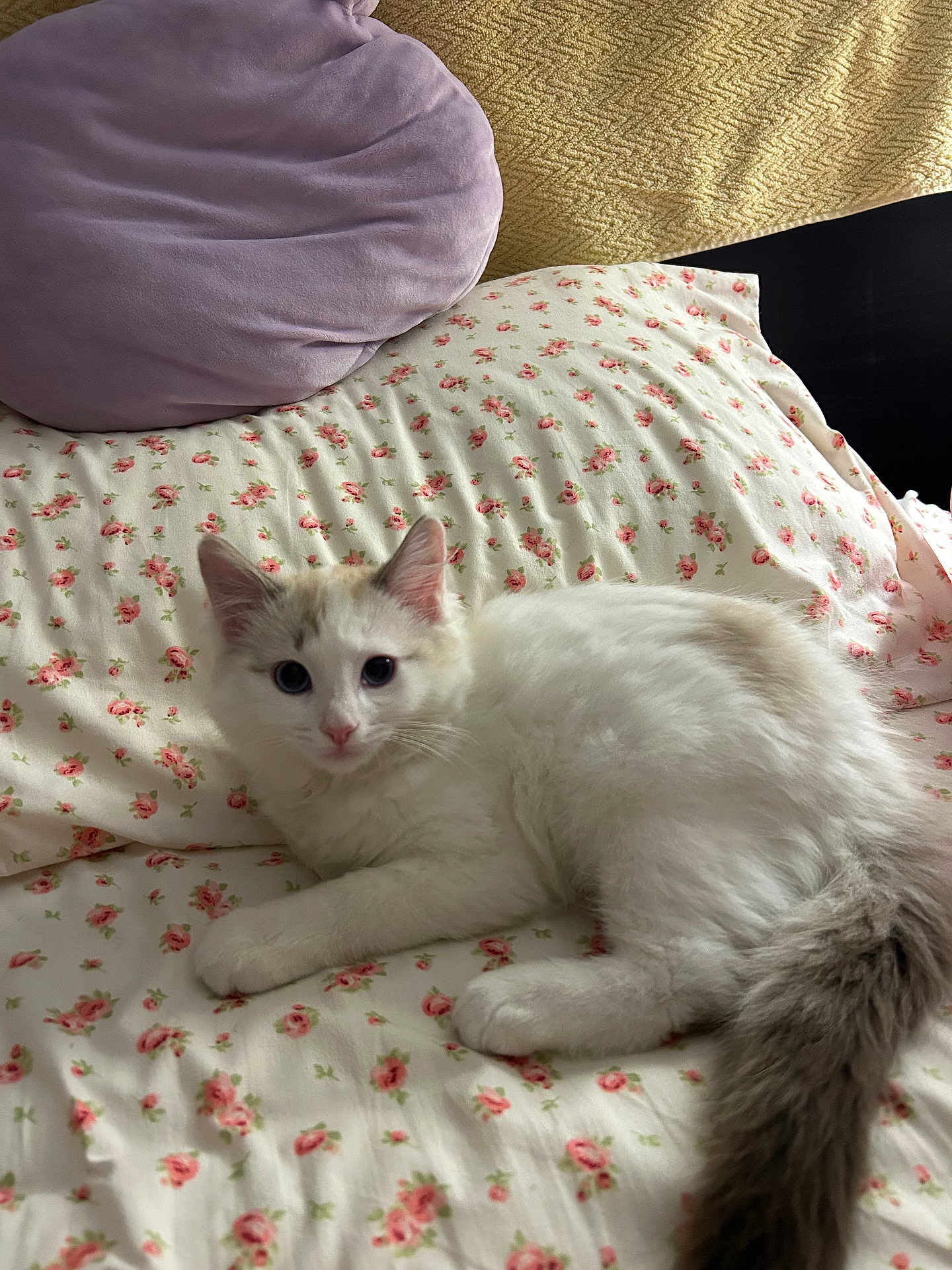 Melody is registered to the contest to win money with this photo: animal, bed, cat, cozy, curious, cute, domestic, floral_pattern, fur, gray, indoor, kitten, pet, pillow, relaxed, resting, sleeping_area, soft, white, young_cat