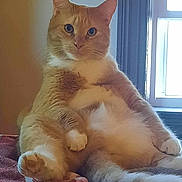 Orion joined the competition — help win amazing prizes! cat, orange_cat, white_fur, sitting, relaxed, indoor, window, blanket, pet, feline, curious, fluffy, cute, domestic_animal, paw, tail, fur, animal, mammal, portrait