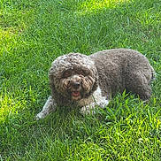 Truffles joined the competition — help win amazing prizes! animal, canine, curly_fur, cute, daylight, dog, friendly, fur, grass, greenery, happy, lying_down, nature, outdoor, pet, playful, relaxed, summer, sunlight, tongue_out