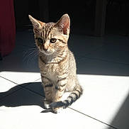 Nala participe au concours pour gagner de l'argent avec cette photo : kitten, cat, tabby, fur, whiskers, sunlight, shadow, floor, tile, pet, animal, indoor, cute, sitting, young, ears, tail, striped, domestic, curious