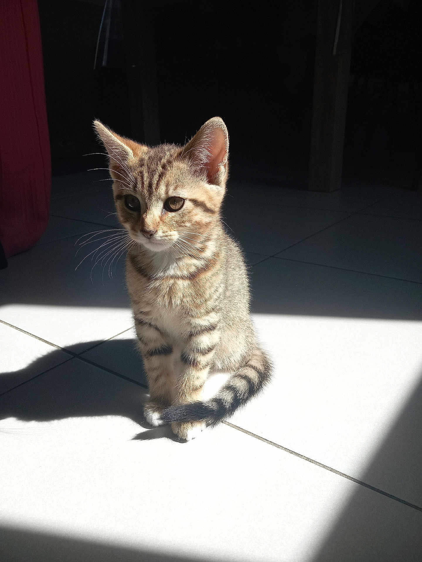 Nala participe au concours pour gagner de l'argent avec cette photo : kitten, cat, tabby, fur, whiskers, sunlight, shadow, floor, tile, pet, animal, indoor, cute, sitting, young, ears, tail, striped, domestic, curious