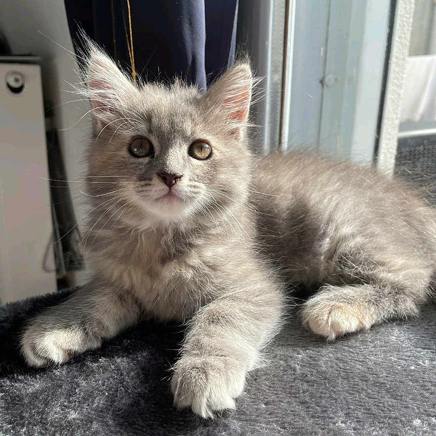 Moon a rejoint le concours — aidez-le/la à gagner de superbes lots ! abyssinian, angora, animal, cat, gray, kitten, manx, pet, siamese, wood