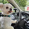 Piper joined the competition — help win amazing prizes! animal, car_interior, collar, curious_expression, cute, dashboard, dog, fence, funny, greenery, leash_ring, paw, pet, red_shed, seat, steering_wheel, trees, vehicle, white_dog, window