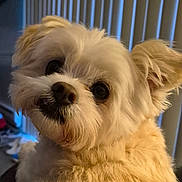 Piper joined the competition — help win amazing prizes! animal, close_up, companion, cream_color, curious, cute, dog, ears, eyes, face, fluffy, fur, furry, indoor, nose, pet, portrait, soft_light, whiskers, window_blinds