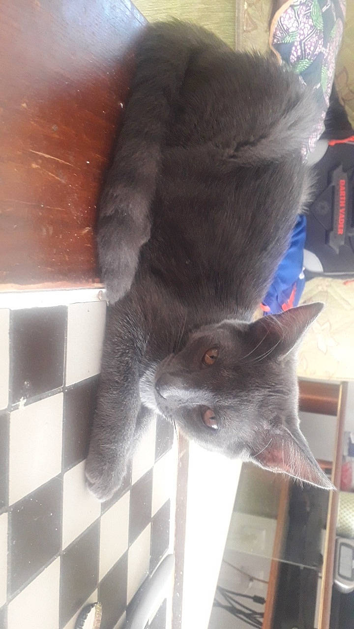 Princesse participe au concours pour gagner de l'argent avec cette photo : black_cat, british_shorthair, carnivore, cat, chartreux, domestic_short_haired_cat, felidae, kitten, korat, nebelung, russian_blue, small_to_medium_sized_cats, snout, tail, whiskers