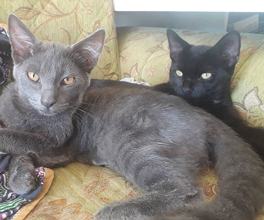 Princesse participe au concours pour gagner de l'argent avec cette photo : asian, black_cat, carnivore, cat, chartreux, devon_rex, domestic_short_haired_cat, felidae, german_rex, javanese, kitten, korat, mammal, nebelung, oriental_longhair, russian_blue, small_to_medium_sized_cats, vertebrate, whiskers