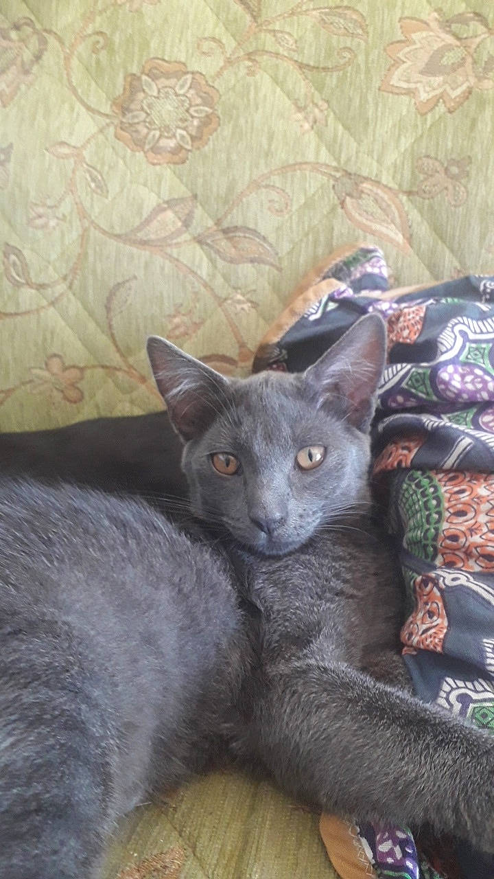 Princesse participe au concours pour gagner de l'argent avec cette photo : asian, carnivore, cat, chartreux, cornish_rex, devon_rex, domestic_short_haired_cat, felidae, german_rex, korat, mammal, nebelung, oriental_longhair, oriental_shorthair, rex_cat, russian_blue, small_to_medium_sized_cats, vertebrate, whiskers